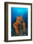 Curly Bright Orange Sponge with Greyish Whip Coral-Stocktrek Images-Framed Photographic Print
