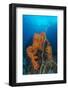 Curly Bright Orange Sponge with Greyish Whip Coral-Stocktrek Images-Framed Photographic Print