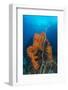 Curly Bright Orange Sponge with Greyish Whip Coral-Stocktrek Images-Framed Photographic Print