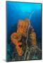 Curly Bright Orange Sponge with Greyish Whip Coral-Stocktrek Images-Mounted Photographic Print