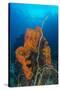 Curly Bright Orange Sponge with Greyish Whip Coral-Stocktrek Images-Stretched Canvas