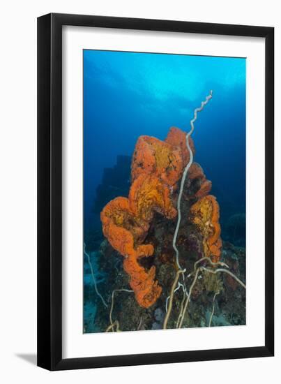 Curly Bright Orange Sponge with Greyish Whip Coral-Stocktrek Images-Framed Premium Photographic Print