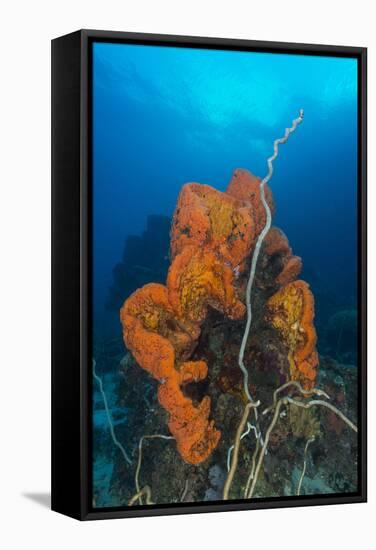 Curly Bright Orange Sponge with Greyish Whip Coral-Stocktrek Images-Framed Stretched Canvas