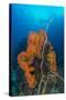 Curly Bright Orange Sponge with Greyish Whip Coral-Stocktrek Images-Stretched Canvas