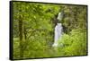 Curly Creek Falls, Lewis River, Gifford Pinchot National Forest, Washington, USA-Jamie & Judy Wild-Framed Stretched Canvas