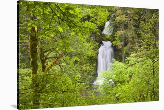 Curly Creek Falls, Lewis River, Gifford Pinchot National Forest, Washington, USA-Jamie & Judy Wild-Stretched Canvas