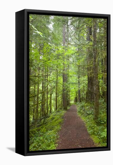 Curly Creek Falls, Lewis River, Gifford Pinchot National Forest, Washington, USA-Jamie & Judy Wild-Framed Stretched Canvas