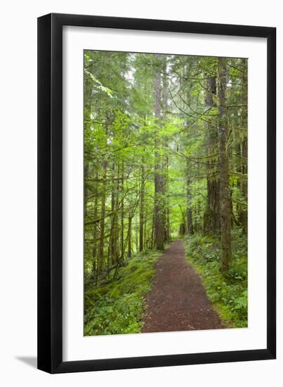 Curly Creek Falls, Lewis River, Gifford Pinchot National Forest, Washington, USA-Jamie & Judy Wild-Framed Photographic Print