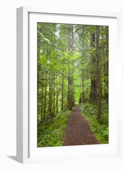 Curly Creek Falls, Lewis River, Gifford Pinchot National Forest, Washington, USA-Jamie & Judy Wild-Framed Photographic Print