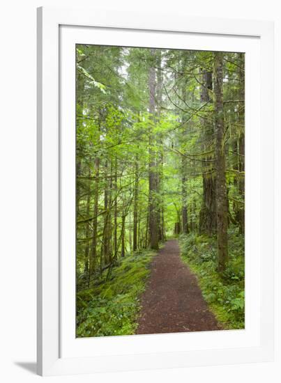 Curly Creek Falls, Lewis River, Gifford Pinchot National Forest, Washington, USA-Jamie & Judy Wild-Framed Photographic Print