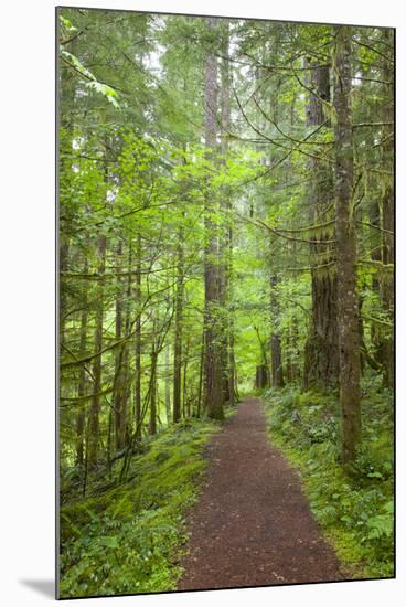 Curly Creek Falls, Lewis River, Gifford Pinchot National Forest, Washington, USA-Jamie & Judy Wild-Mounted Photographic Print