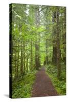 Curly Creek Falls, Lewis River, Gifford Pinchot National Forest, Washington, USA-Jamie & Judy Wild-Stretched Canvas