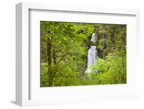 Curly Creek Falls, Lewis River, Gifford Pinchot National Forest, Washington, USA-Jamie & Judy Wild-Framed Photographic Print