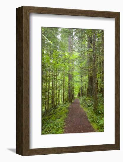 Curly Creek Falls, Lewis River, Gifford Pinchot National Forest, Washington, USA-Jamie & Judy Wild-Framed Photographic Print