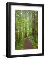 Curly Creek Falls, Lewis River, Gifford Pinchot National Forest, Washington, USA-Jamie & Judy Wild-Framed Photographic Print