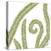 Curly Fern-Trish Sierer-Stretched Canvas