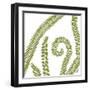 Curly Fern-Trish Sierer-Framed Art Print