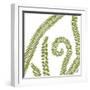 Curly Fern-Trish Sierer-Framed Art Print