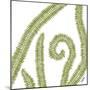 Curly Fern-Trish Sierer-Mounted Art Print