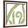 Curly Fern-Trish Sierer-Framed Art Print