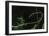 Curly Green Vine Liquid Pencil Drawing-Anthony Paladino-Framed Giclee Print