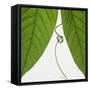 Curly vine and green leaves-Micha Pawlitzki-Framed Stretched Canvas