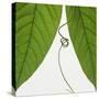 Curly vine and green leaves-Micha Pawlitzki-Stretched Canvas