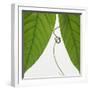 Curly vine and green leaves-Micha Pawlitzki-Framed Photographic Print