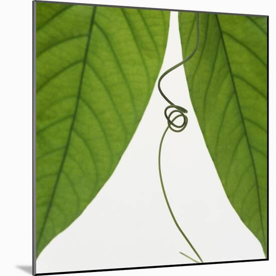Curly vine and green leaves-Micha Pawlitzki-Mounted Photographic Print