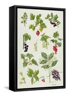 Currants and Berries-Elizabeth Rice-Framed Stretched Canvas