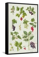 Currants and Berries-Elizabeth Rice-Framed Stretched Canvas