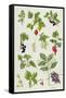 Currants and Berries-Elizabeth Rice-Framed Stretched Canvas