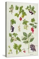 Currants and Berries-Elizabeth Rice-Stretched Canvas