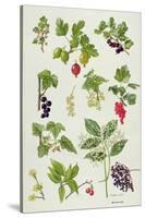 Currants and Berries-Elizabeth Rice-Stretched Canvas