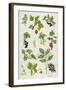 Currants and Berries-Elizabeth Rice-Framed Giclee Print