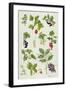 Currants and Berries-Elizabeth Rice-Framed Giclee Print