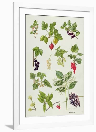 Currants and Berries-Elizabeth Rice-Framed Giclee Print