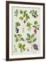 Currants and Berries-Elizabeth Rice-Framed Giclee Print