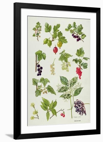 Currants and Berries-Elizabeth Rice-Framed Giclee Print