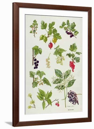 Currants and Berries-Elizabeth Rice-Framed Giclee Print