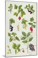 Currants and Berries-Elizabeth Rice-Mounted Giclee Print