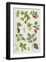 Currants and Berries-Elizabeth Rice-Framed Giclee Print