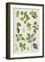 Currants and Berries-Elizabeth Rice-Framed Premium Giclee Print