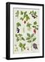 Currants and Berries-Elizabeth Rice-Framed Premium Giclee Print