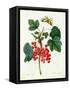 Currants: Red-Pierre-Joseph Redouté-Framed Stretched Canvas