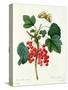 Currants: Red-Pierre-Joseph Redouté-Stretched Canvas