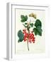 Currants: Red-Pierre-Joseph Redouté-Framed Giclee Print