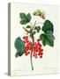 Currants: Red-Pierre-Joseph Redouté-Stretched Canvas