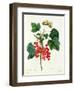 Currants: Red-Pierre-Joseph Redouté-Framed Giclee Print