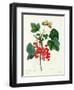 Currants: Red-Pierre-Joseph Redouté-Framed Giclee Print